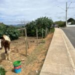 Oportunidade para Construtores: Dois Lotes no Caravelas Ideais para Prédios ou Casas Geminadas